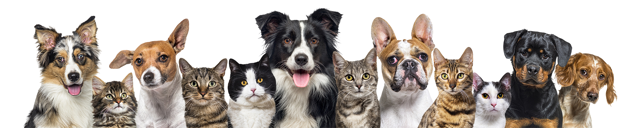 NIBBI_WEB_LandingPage(WaitingList)-2